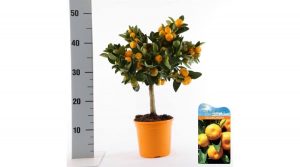 egzotikus növények